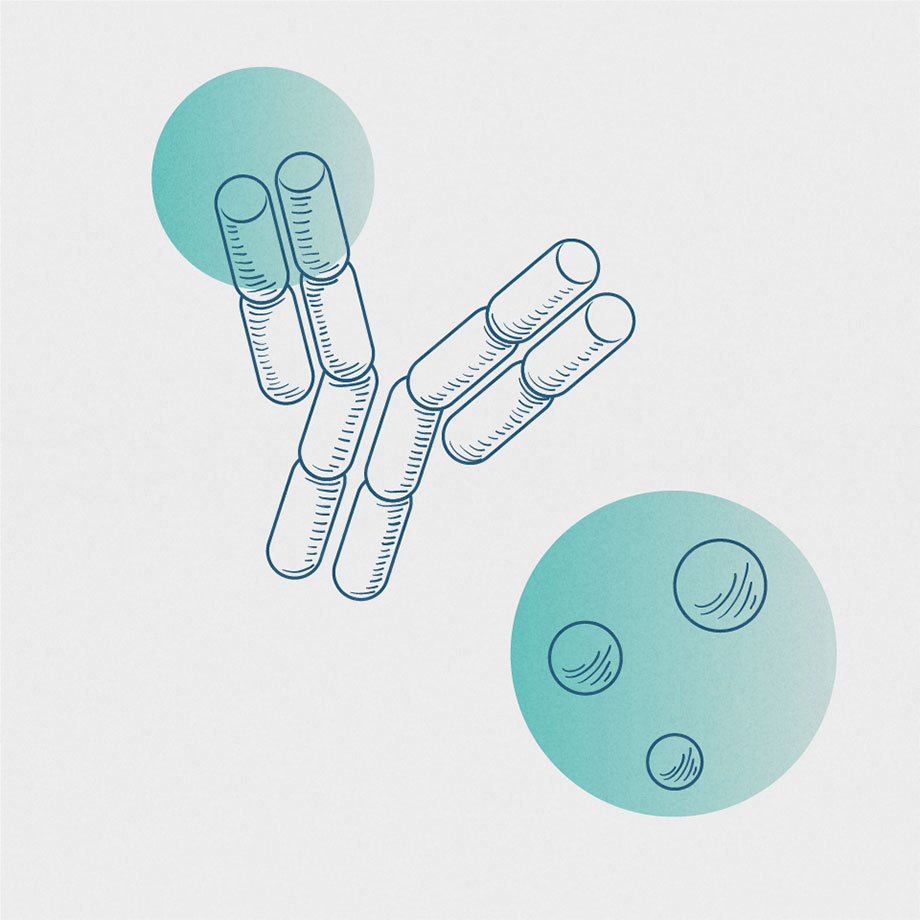 An illustration of antibodies and oral gepants.